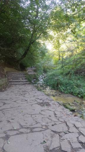 عکس جنگل کبودوال