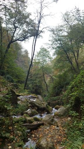 عکس جنگل کبودوال