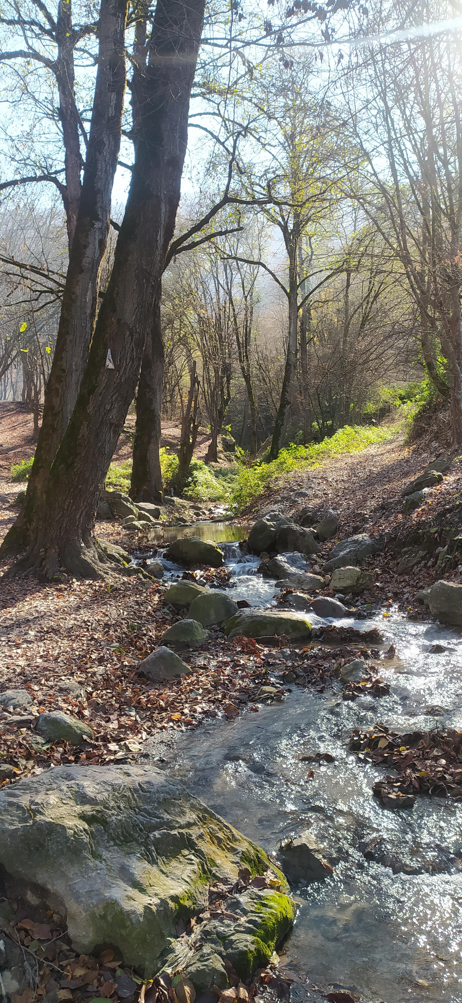 عکس جنگل کبودوال