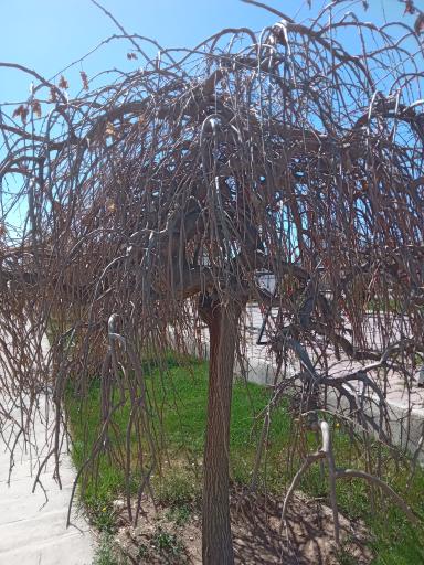 عکس صوفی چای