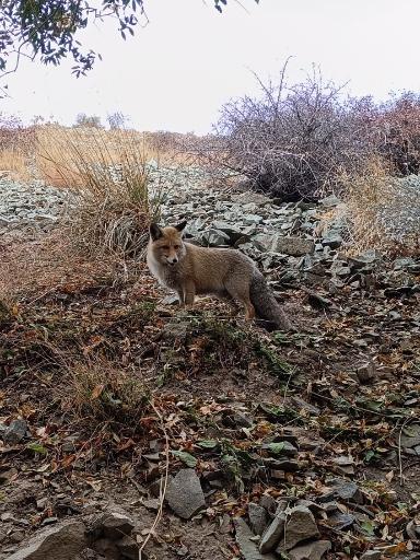عکس چشمه بیدستان