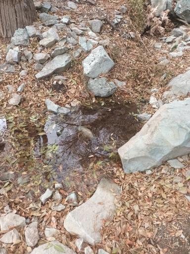 عکس چشمه بیدستان