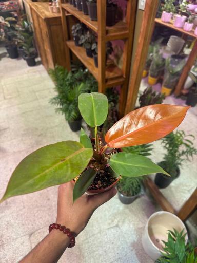 عکس فروشگاه باباگل