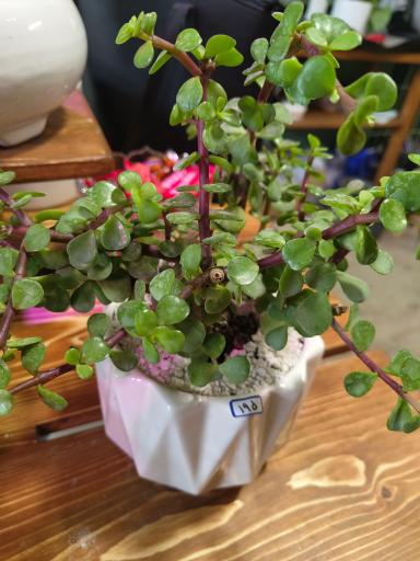 عکس فروشگاه باباگل