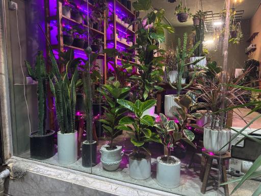 عکس گیاهان آپارتمانی باباگل