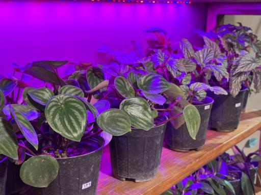 عکس گیاهان آپارتمانی باباگل