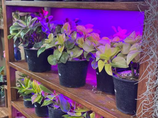 عکس گیاهان آپارتمانی باباگل