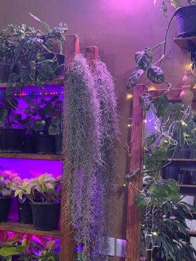 عکس فروشگاه باباگل