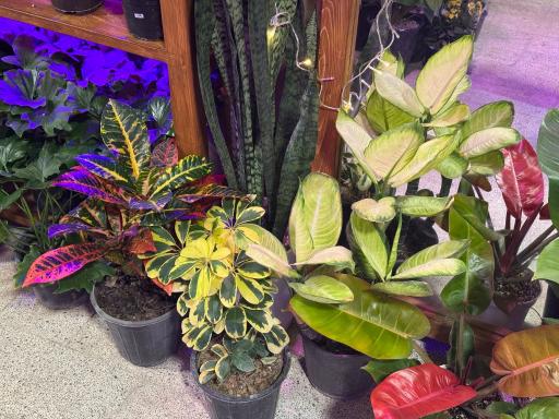 گیاهان آپارتمانی باباگل