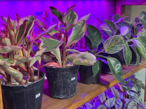 گیاهان آپارتمانی باباگل