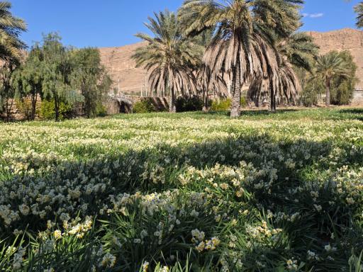 عکس نرگس زار خفر