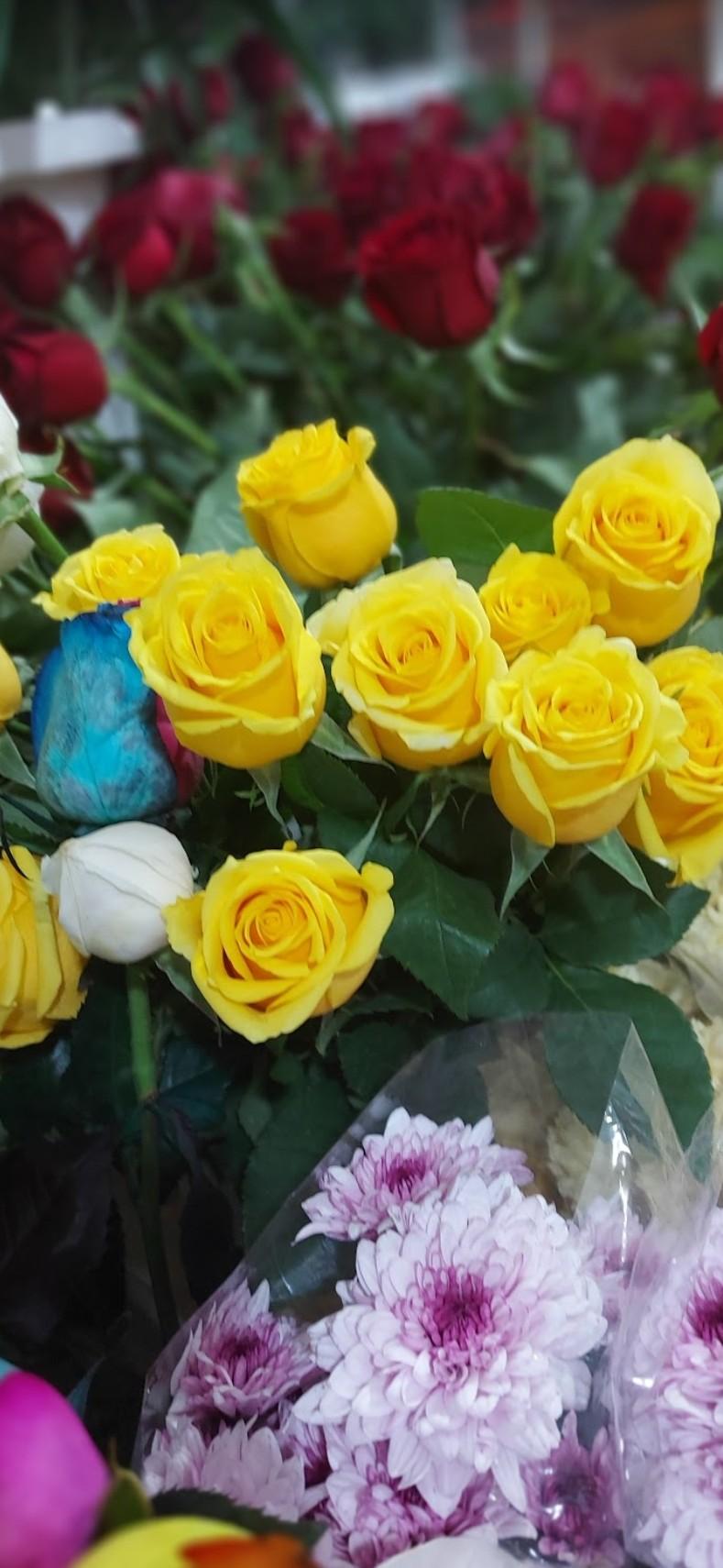 عکس گل فروشی کاملیا