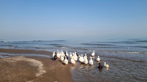 عکس متل آرش