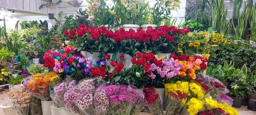 عکس گل فروشی کاملیا