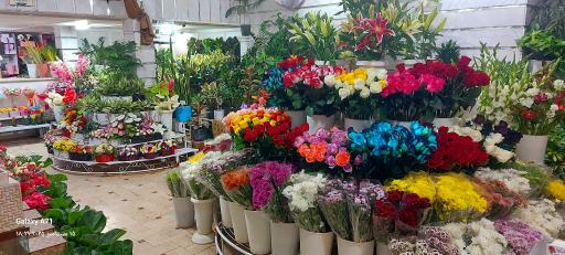 عکس گل فروشی کاملیا