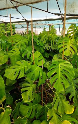 گلخانه ایرج کریمی