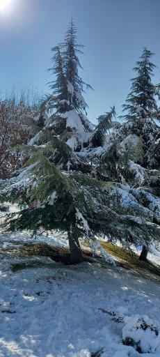 عکس بوستان پلیس (باغ اناری)