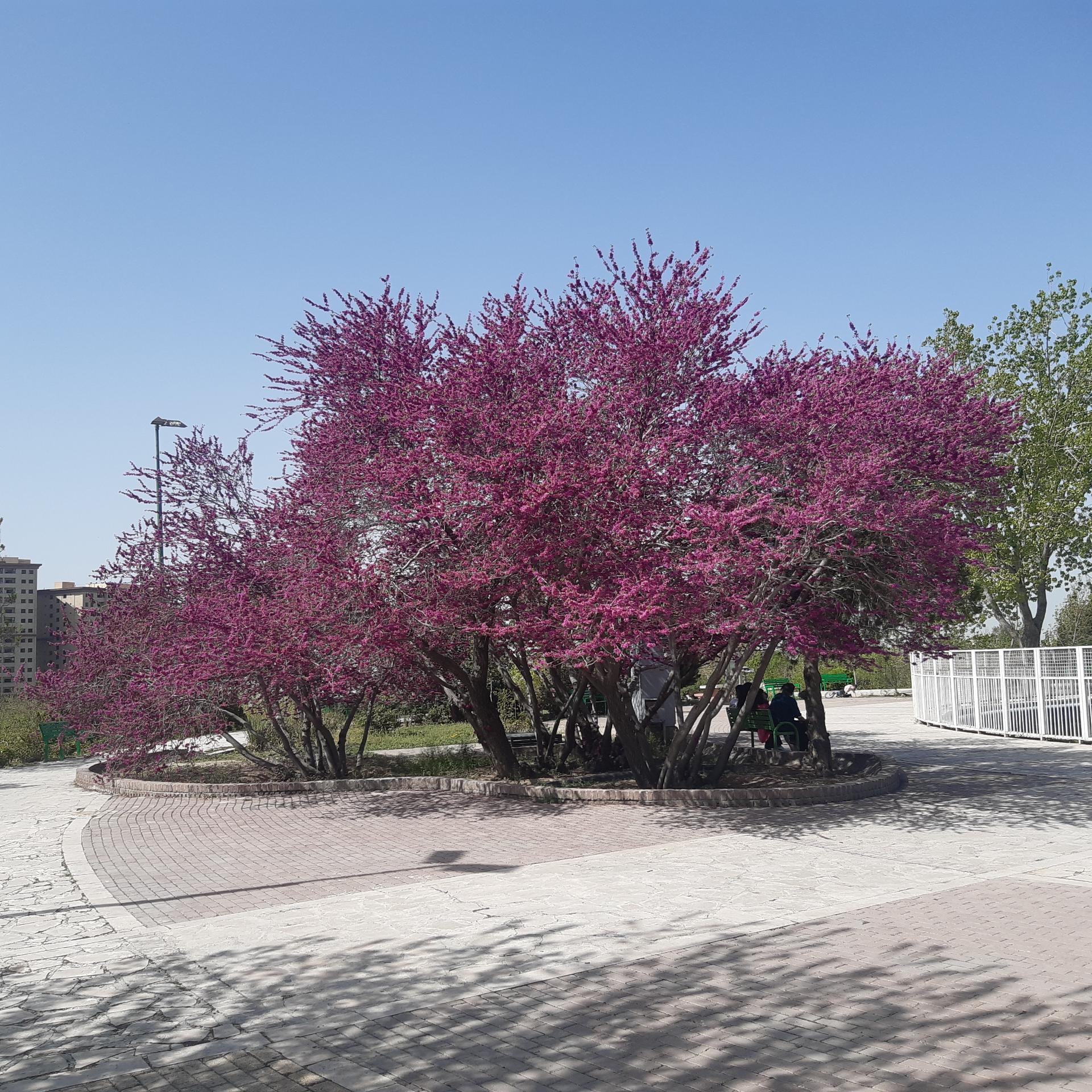 عکس بوستان پلیس (باغ اناری)