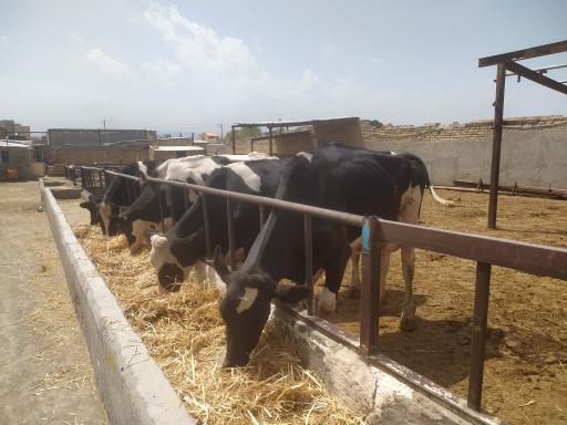 عکس گاو داری قره ای