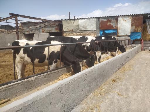 عکس گاو داری قره ای