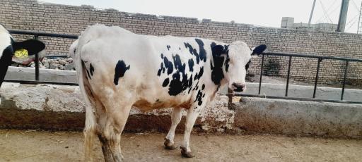 عکس گاو داری قره ای