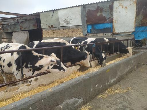 عکس گاو داری قره ای