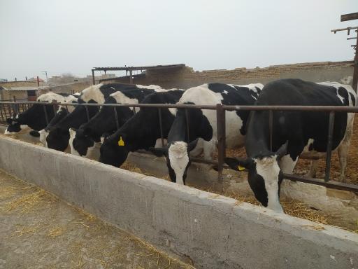 عکس گاو داری قره ای