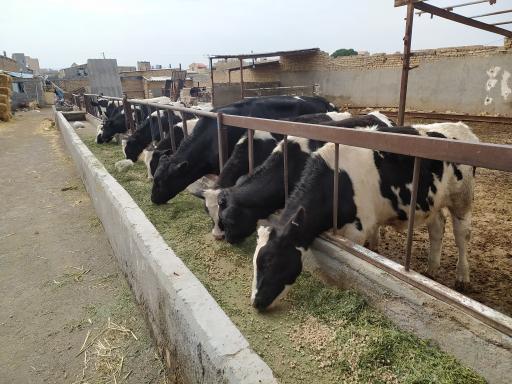 عکس گاو داری قره ای