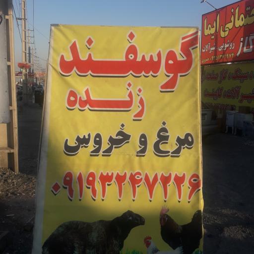 عکس گوسفند زنده شجاعی 