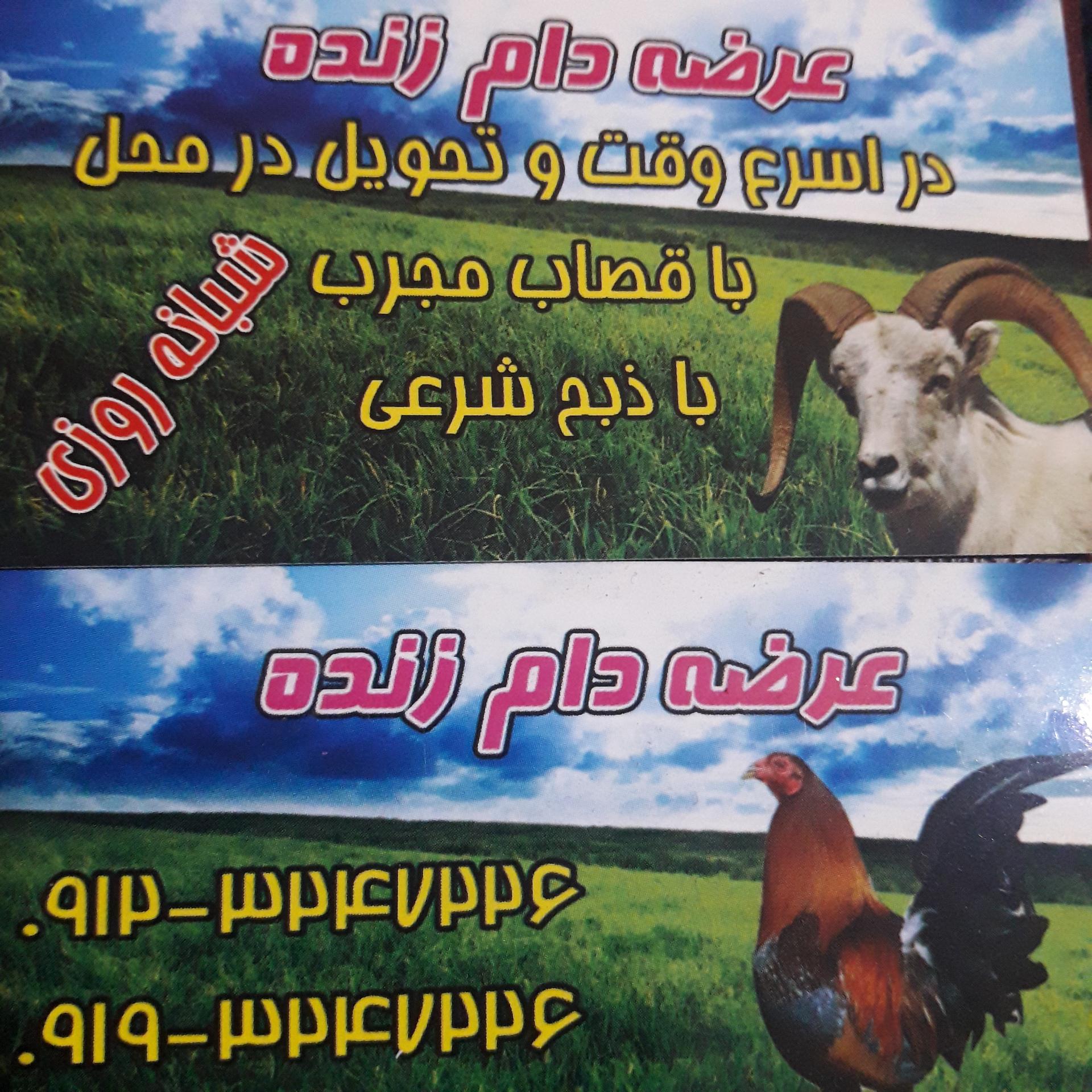 عکس گوسفند زنده شجاعی 