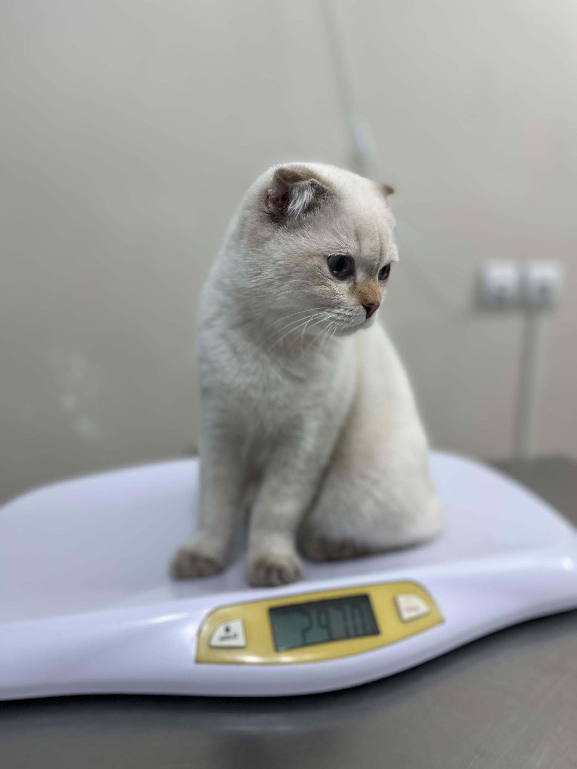 عکس کلینیک دامپزشکی حیوانات خانگی اکسین پت