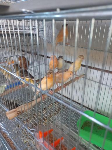 عکس پرنده فروشی قناری مارکت