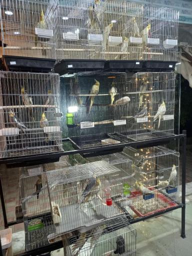 عکس پرنده فروشی قناری مارکت