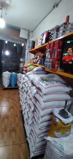 عکس برنج حبوبات شالیزار