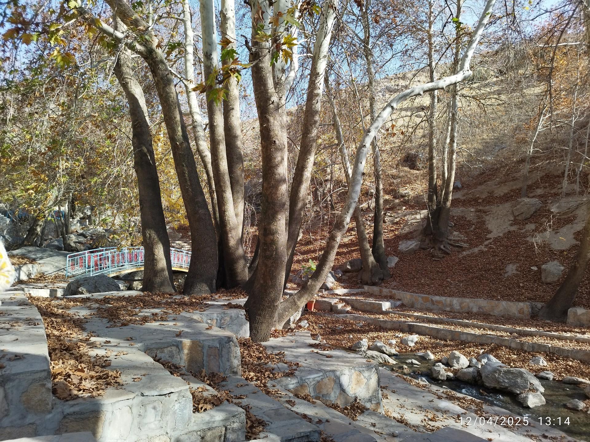 عکس پارک جنگلی صحنه