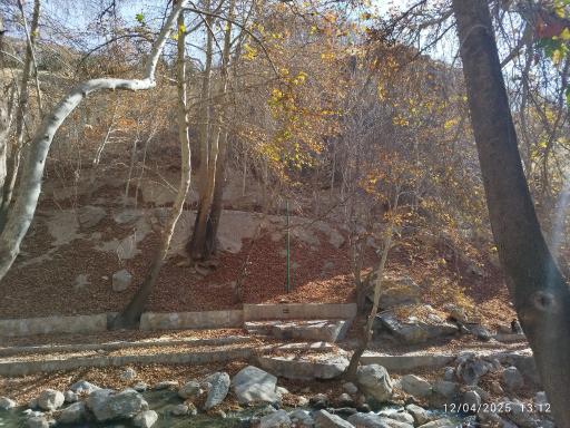 عکس پارک جنگلی صحنه