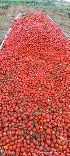 عکس تاسیسات صنایع غذایی گلستان عصاره