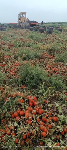 عکس تاسیسات صنایع غذایی گلستان عصاره