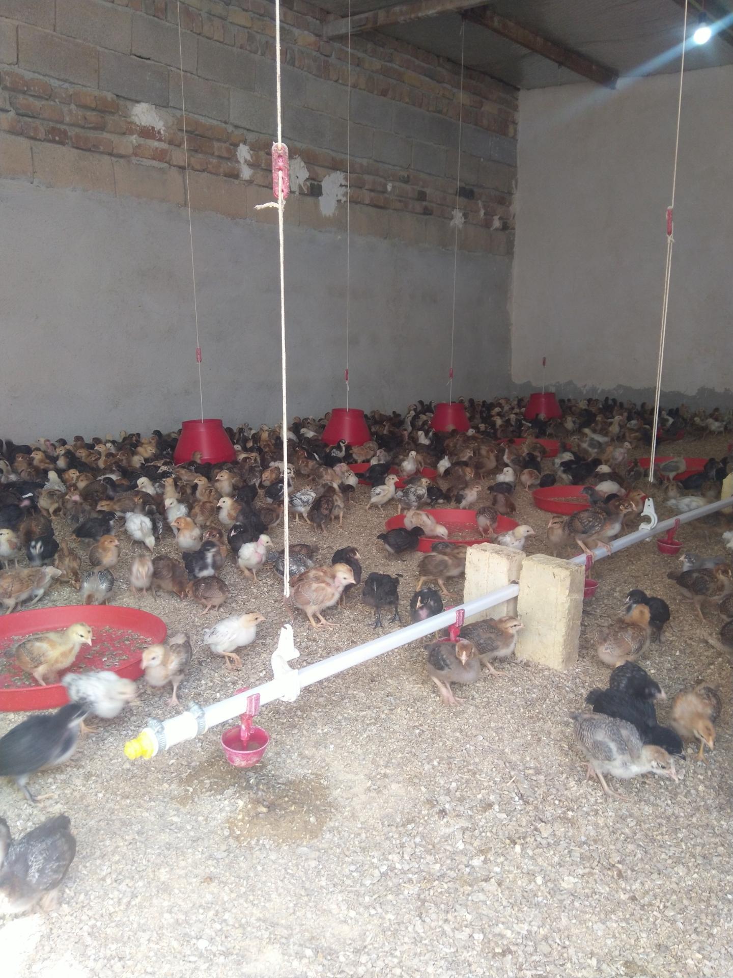 عکس پرورش طیور نوروزی