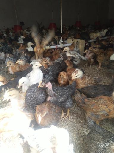 عکس پرورش طیور نوروزی