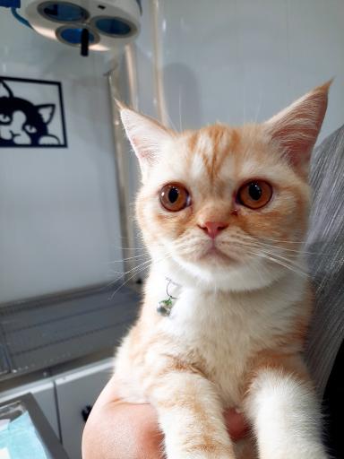 عکس کلینیک دامپزشکی و پت شاپ پیچا