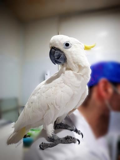 عکس کلینیک دامپزشکی و پت شاپ پیچا