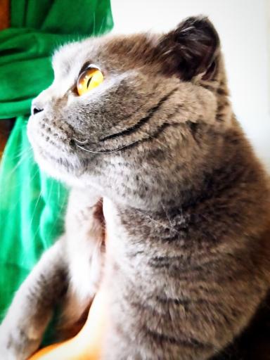 عکس کلینیک دامپزشکی و پت شاپ پیچا