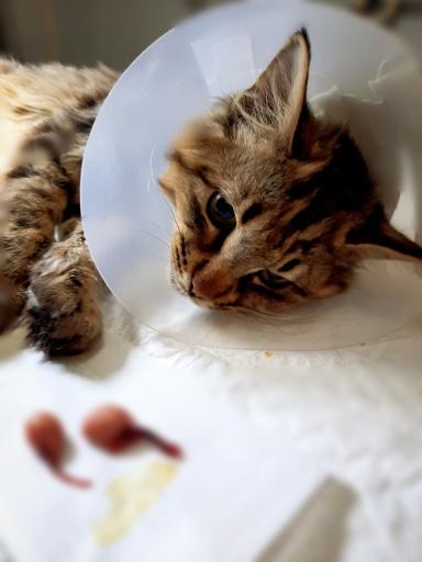 عکس کلینیک دامپزشکی و پت شاپ پیچا