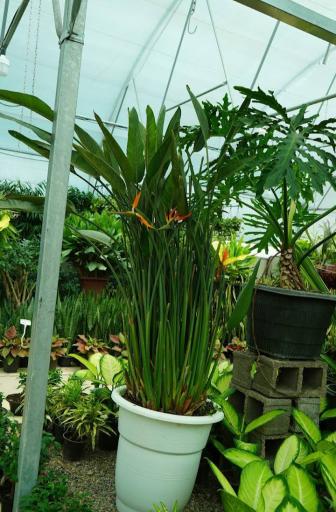 عکس کرمان نهال