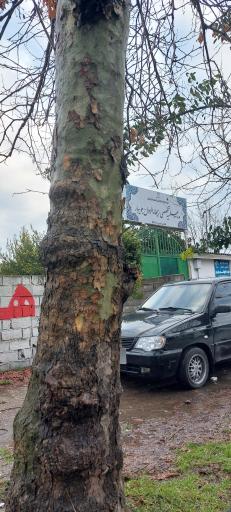 عکس حوزه علمیه ریحانه الرسول جویبار