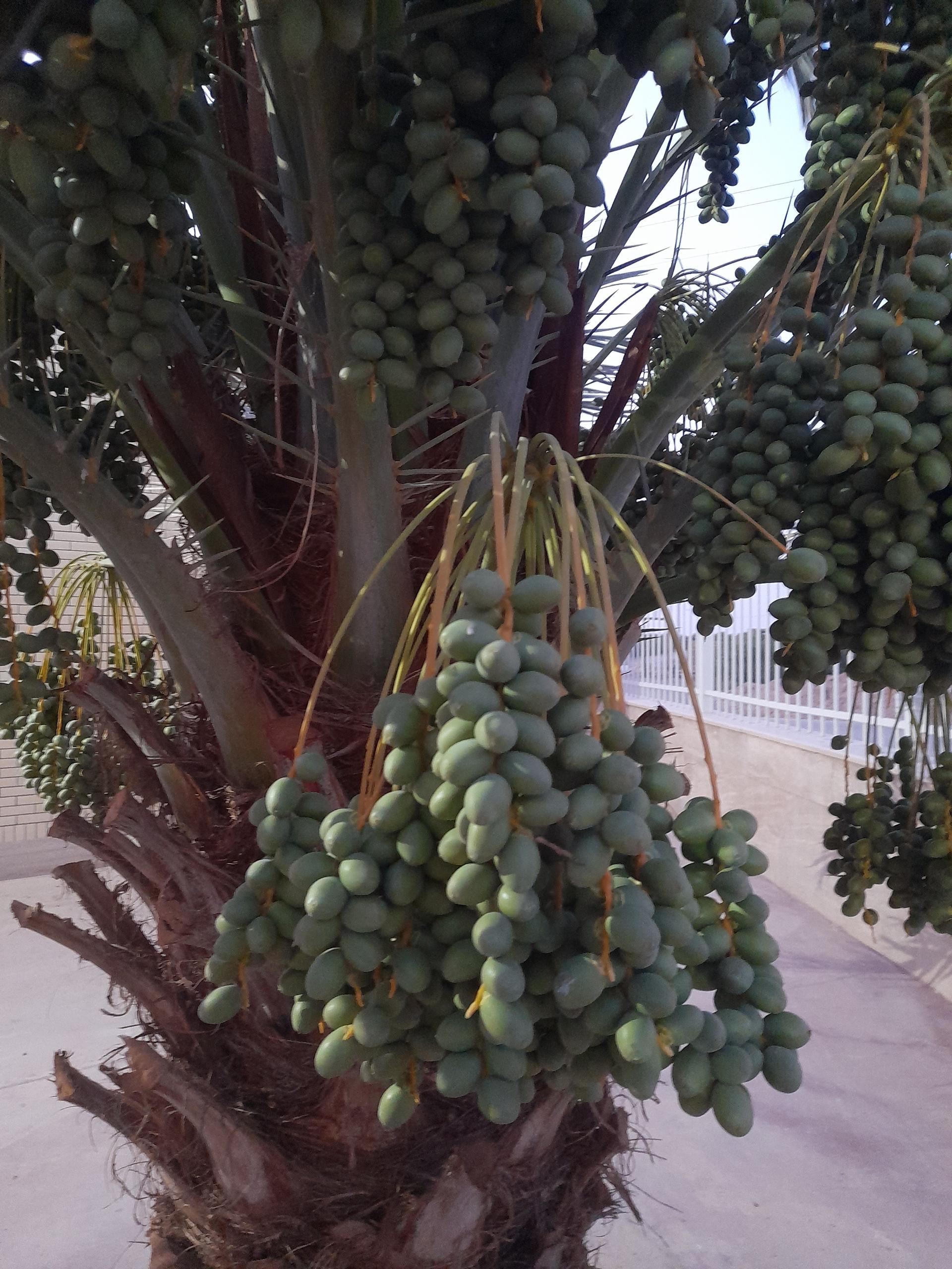 عکس مصلی خاتم الانبیا احمداباد