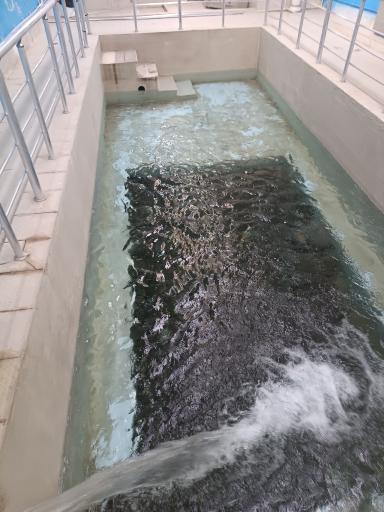 عکس آب گازدار