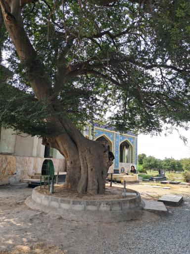 عکس امامزاده قاسم کاردگر محله