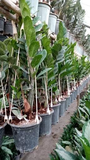 عکس گلخانه مصطفی صلح جو